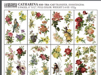 Catharina Transfer